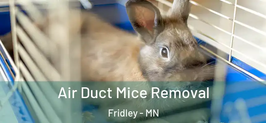 Air Duct Mice Removal Fridley - MN
